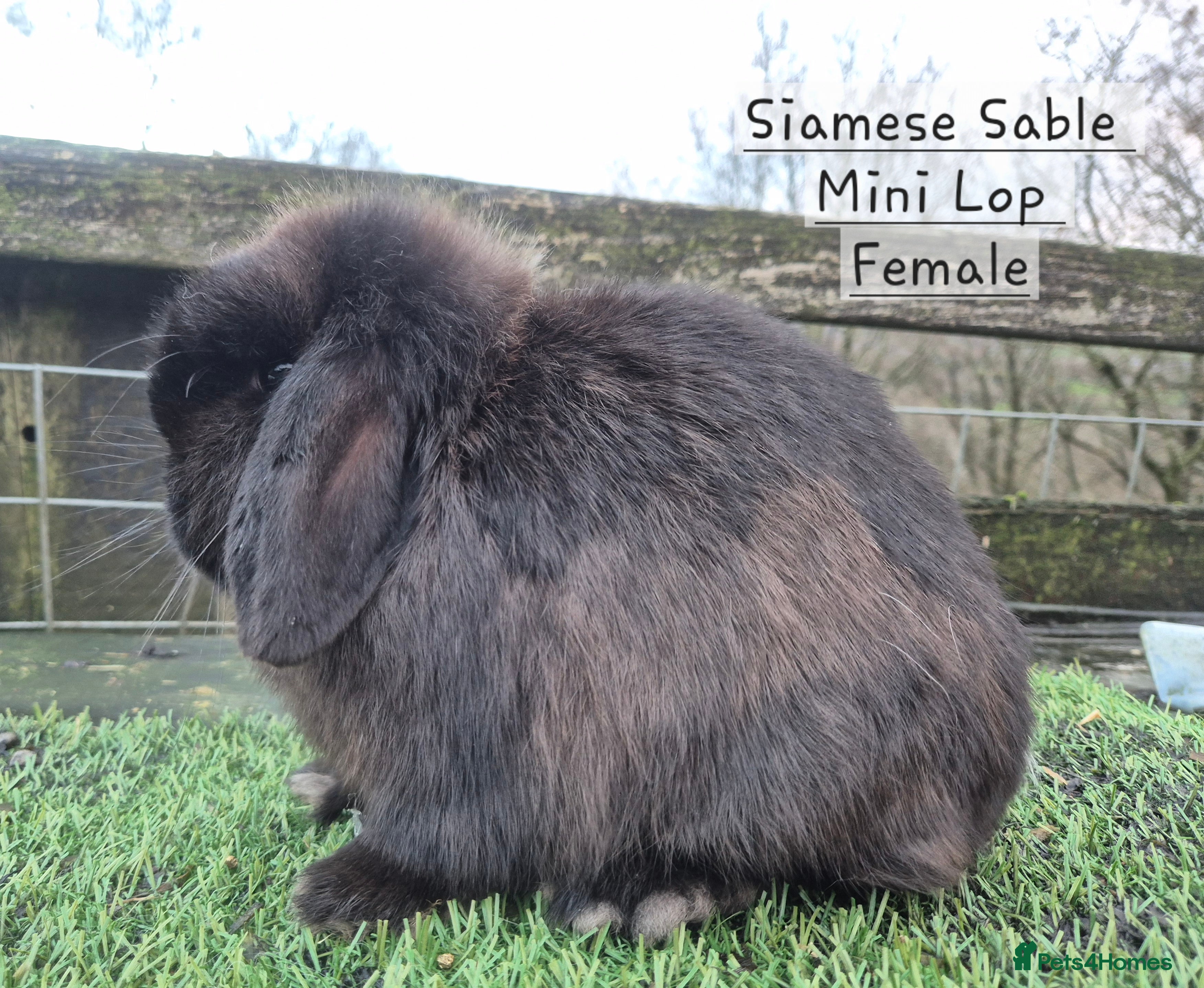 Mini Lop rabbits Various Mini Lops  - Advert 9