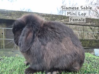 Mini Lop rabbits Various Mini Lops - Advert 9