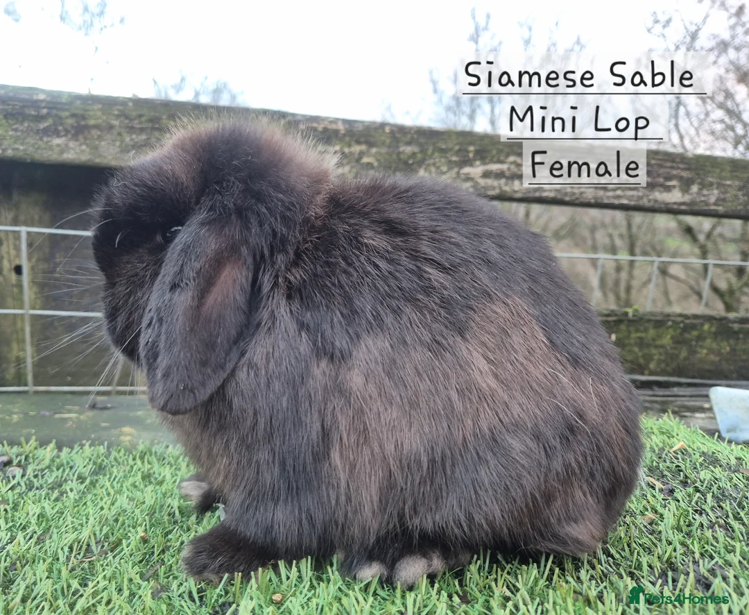 Mini Lop rabbits for sale: Various Mini Lops  - Advert 1