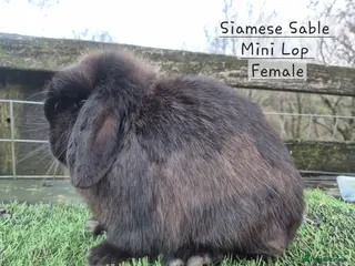 Mini Lop rabbits Various Mini Lops - Advert 19