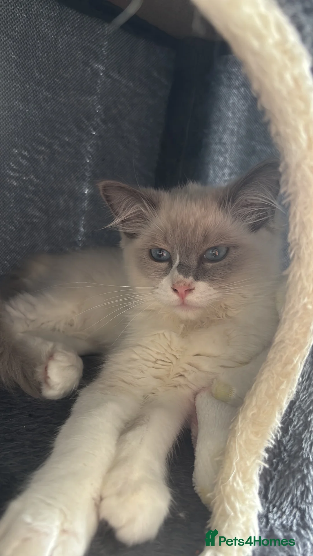Ragdoll cats for sale: Bi colour ragdoll kitten  - Advert 2