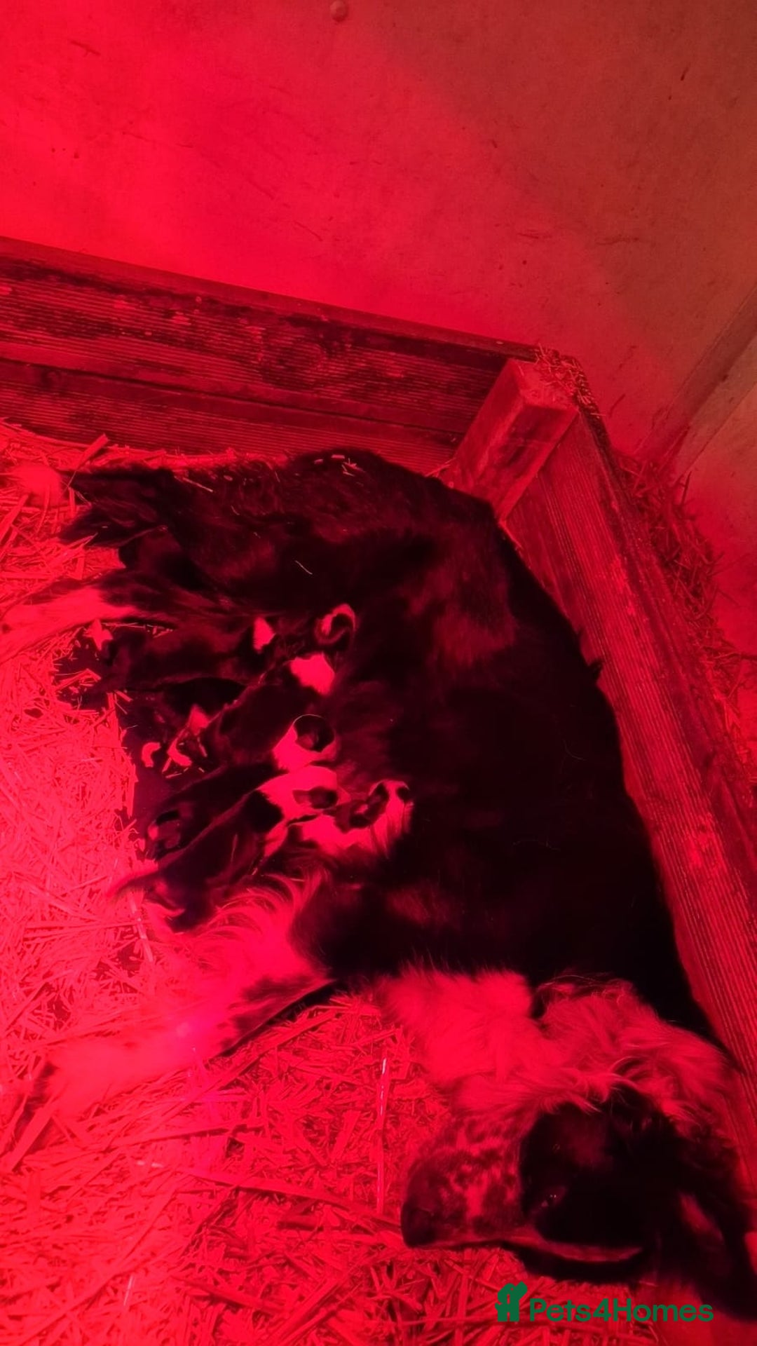 Border Collie dogs for sale: Border Collies  - Image 10
