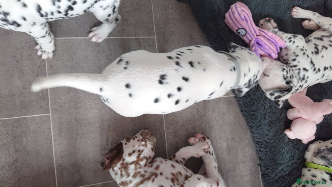 Dalmatian dogs for sale: Looking for 5* homes   - Image 9