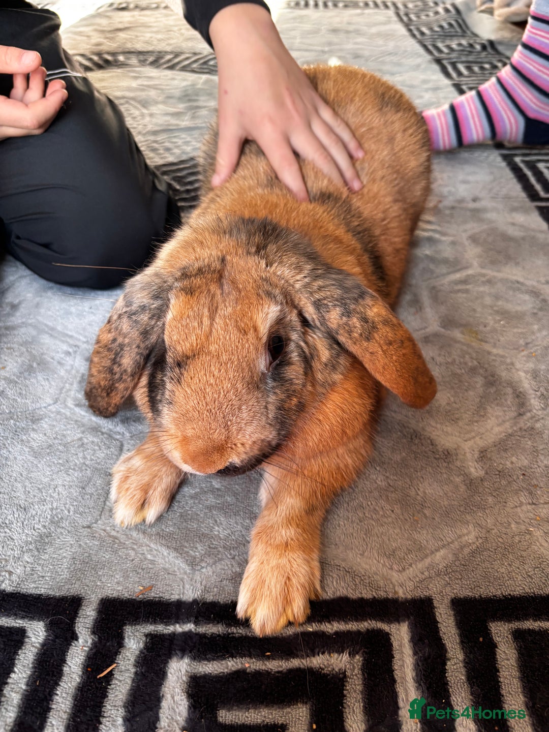 English Lop rabbits for sale: Big boy milo - Image 5