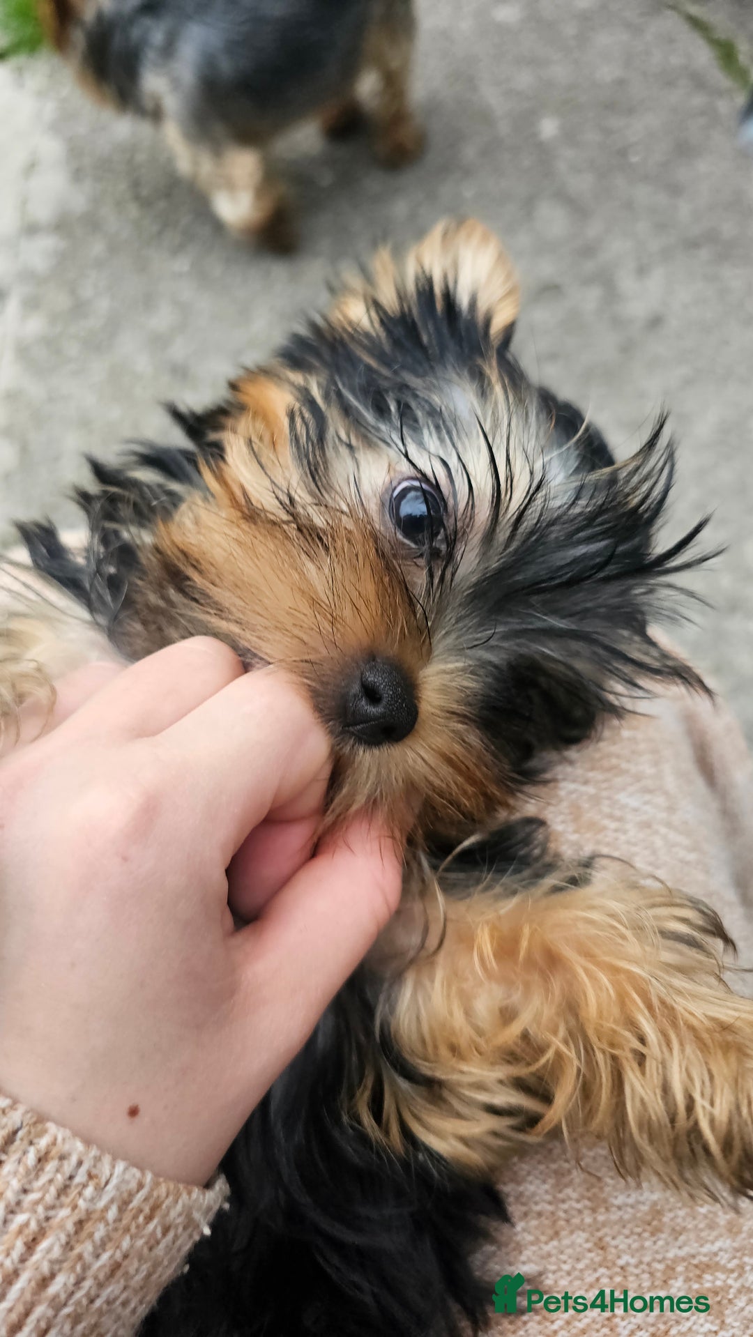 Yorkshire Terrier dogs for sale: 1 Male , Miniature Yorkshire  in Manchester - Image 27