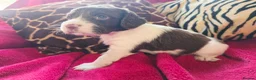 English Springer Spaniel dogs for sale: KC Home - Heath tested, Licensed Springer Pups⭐️ - Advert 14