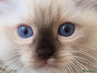 Ragdoll cats ***Huge Ragdoll Kittens*** - Advert 11
