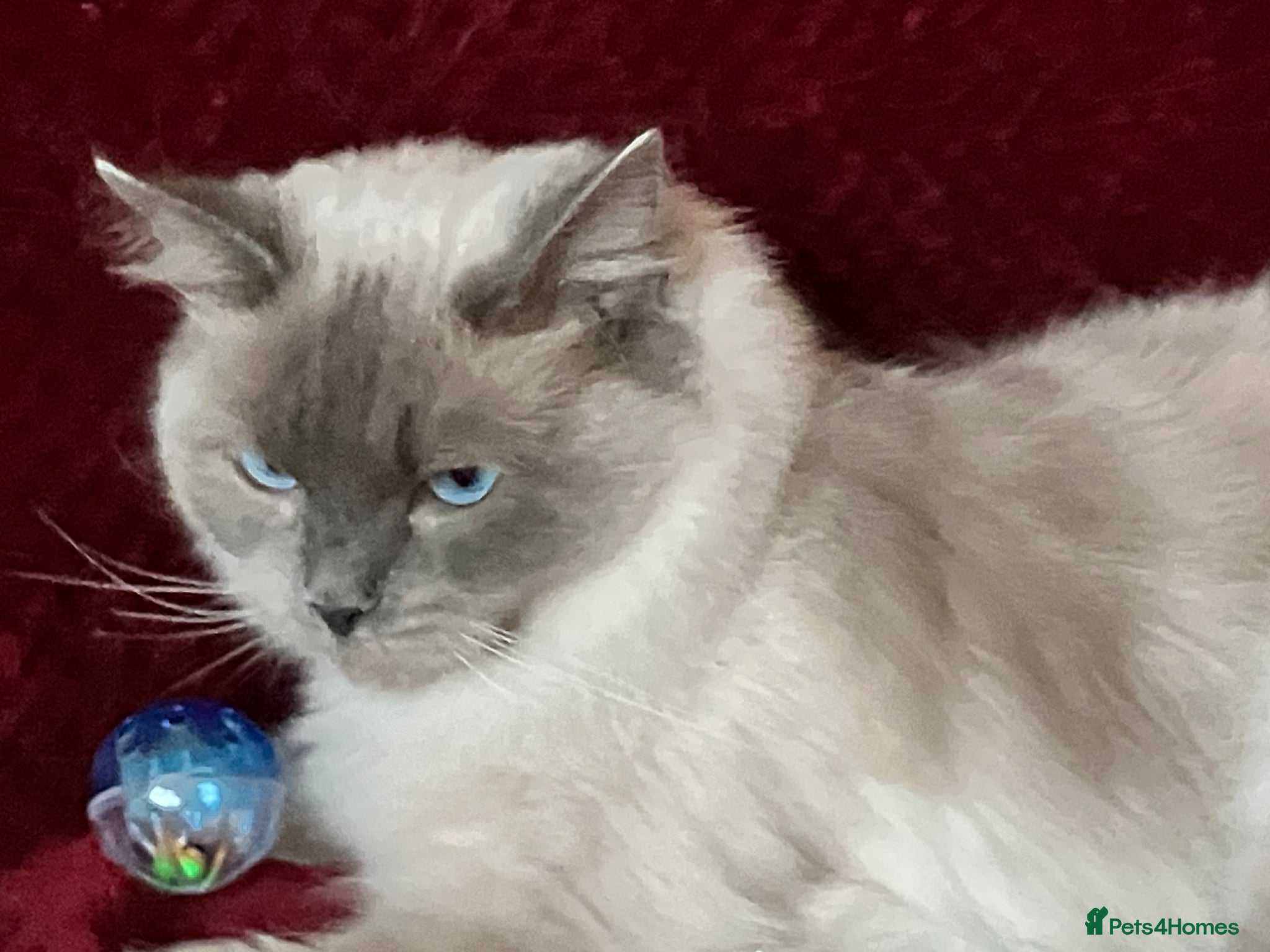 Ragdoll cats GCCFreg.parents ChampionBloodline 5GENpedigree BSH - Advert 15