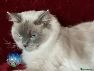 Ragdoll cats GCCFreg.parents ChampionBloodline 5GENpedigree BSH - Advert 15