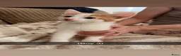 Domestic Shorthair cats for sale: kittens  - Advert 5