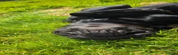 Cane Corso dogs for sale: Male Cane Corso black 18 months old - Advert 5