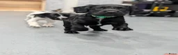 Sprocker dogs for sale: ⭐️ STUNNING SPROCKERS F1 ⭐️ - Advert 10