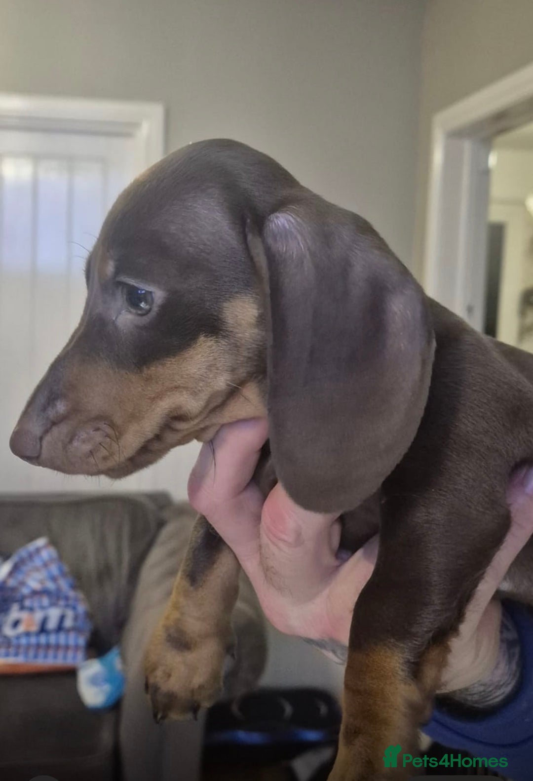 Miniature Dachshund dogs for sale: KC REGISTERED Miniature dachshund HEALTH TESTED   - Advert 12