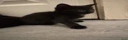 Domestic Shorthair cats for sale: 5 Stunning Kittens ready to reserve - Advert 19