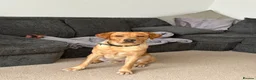 Mixed Breed dogs for sale: Labrador x staff - Advert 40