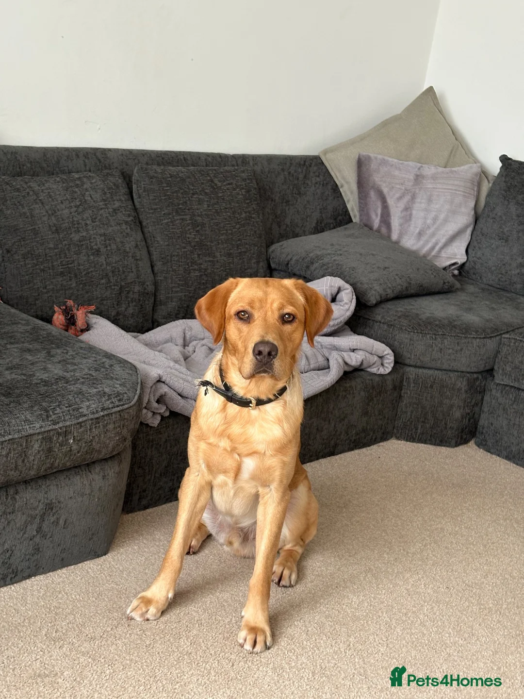Mixed Breed dogs for sale: Labrador x staff - Advert 40