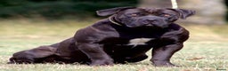 Boerboel dogs for sale: Noxterra Bred Pedigree Black Boerboel Adult  - Advert 2