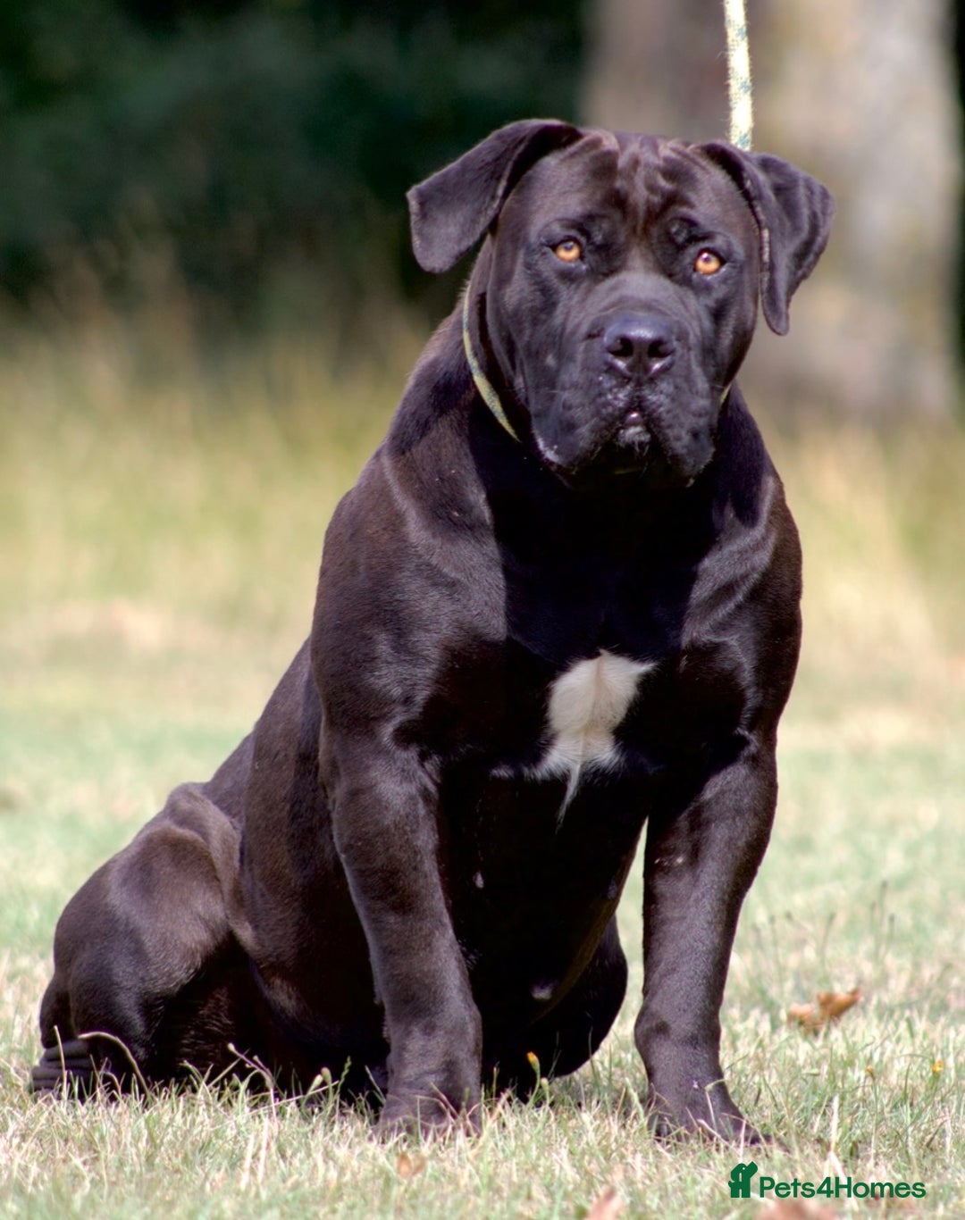 Boerboel dogs for sale: Noxterra Bred Pedigree Black Boerboel Adult  - Advert 2