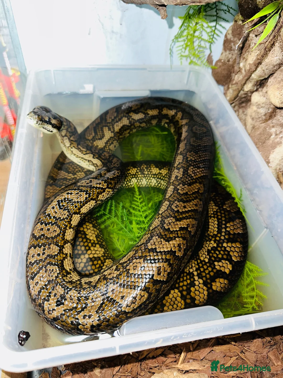Snake reptiles for sale: Coastal X carpet python hybrid in Lancing - Advert 2