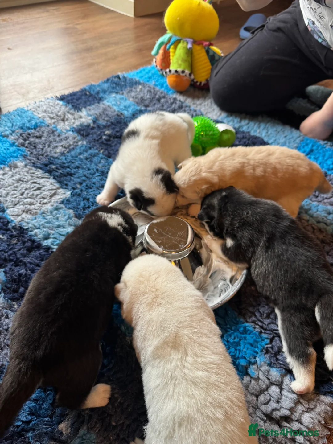 Pomsky dogs for sale: F2 Pomsky Puppies – Luna’s Pride Litter  - Advert 5