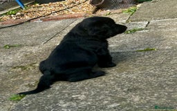 Cocker Spaniel dogs for sale: 2 beautiful cocker spaniels out of a litter of 7 - Image 16