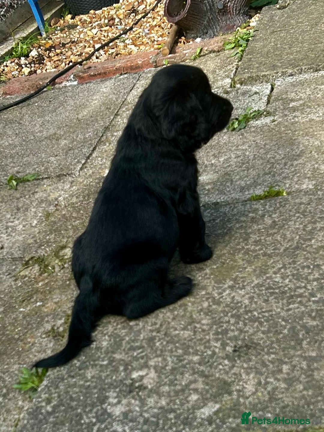 Cocker Spaniel dogs for sale: 2 beautiful cocker spaniels out of a litter of 7 - Image 16