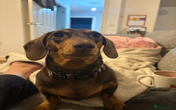 Dachshund dogs for sale: Stunning Chocolate & Cream puppies  - Image 14
