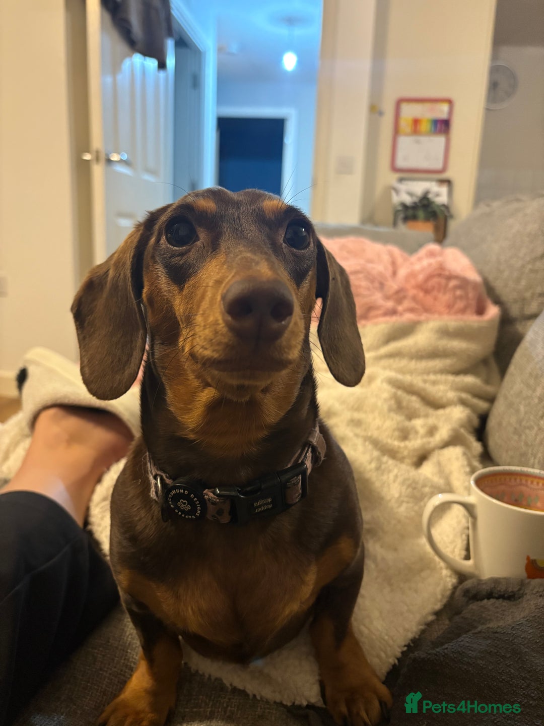Dachshund dogs for sale: Stunning Chocolate & Cream puppies  - Image 14