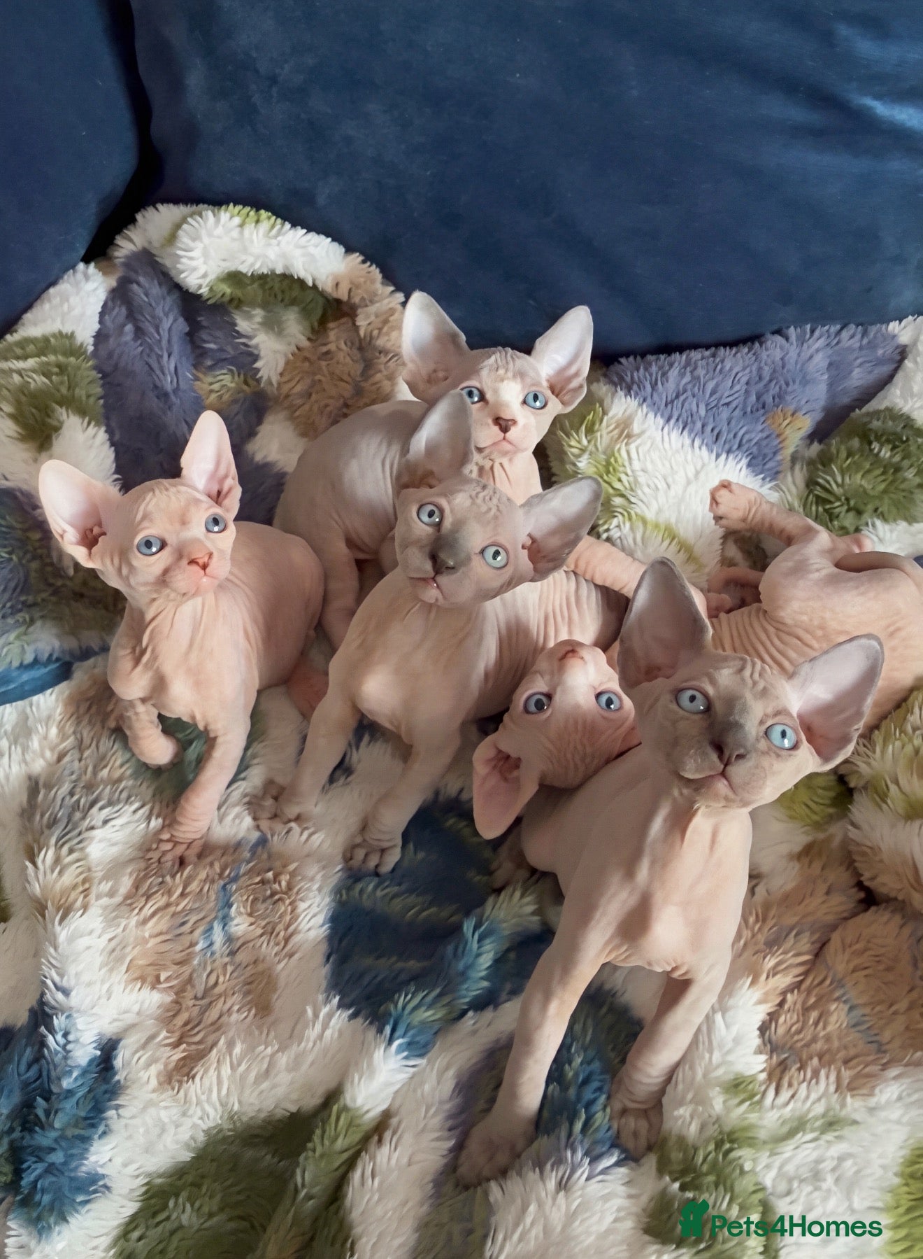 Sphynx cats Final reduced price !! Sphynx kittens  - Advert 2