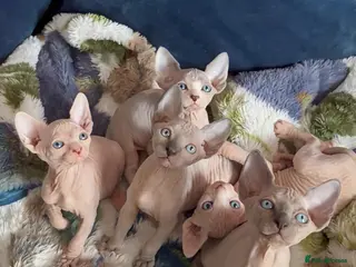Sphynx cats Final reduced price !! Sphynx kittens - Advert 2