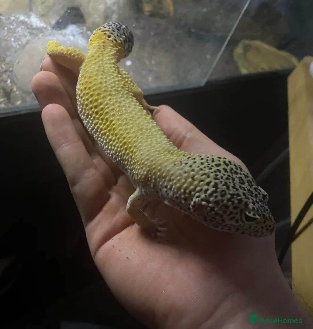 Leopard Gecko reptiles for sale: Leopard gecko up for sale! in Bilston - Advert 8
