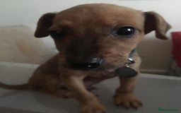 Mixed Breed dogs for sale: Alfie - Image 3