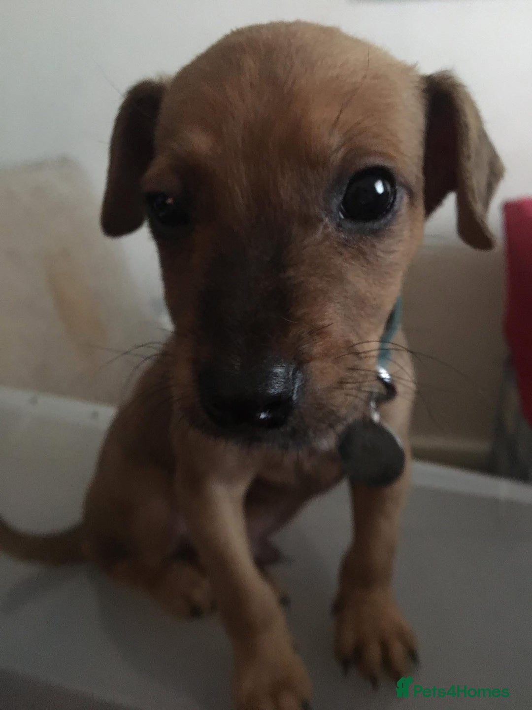 Mixed Breed dogs for sale: Alfie - Image 3