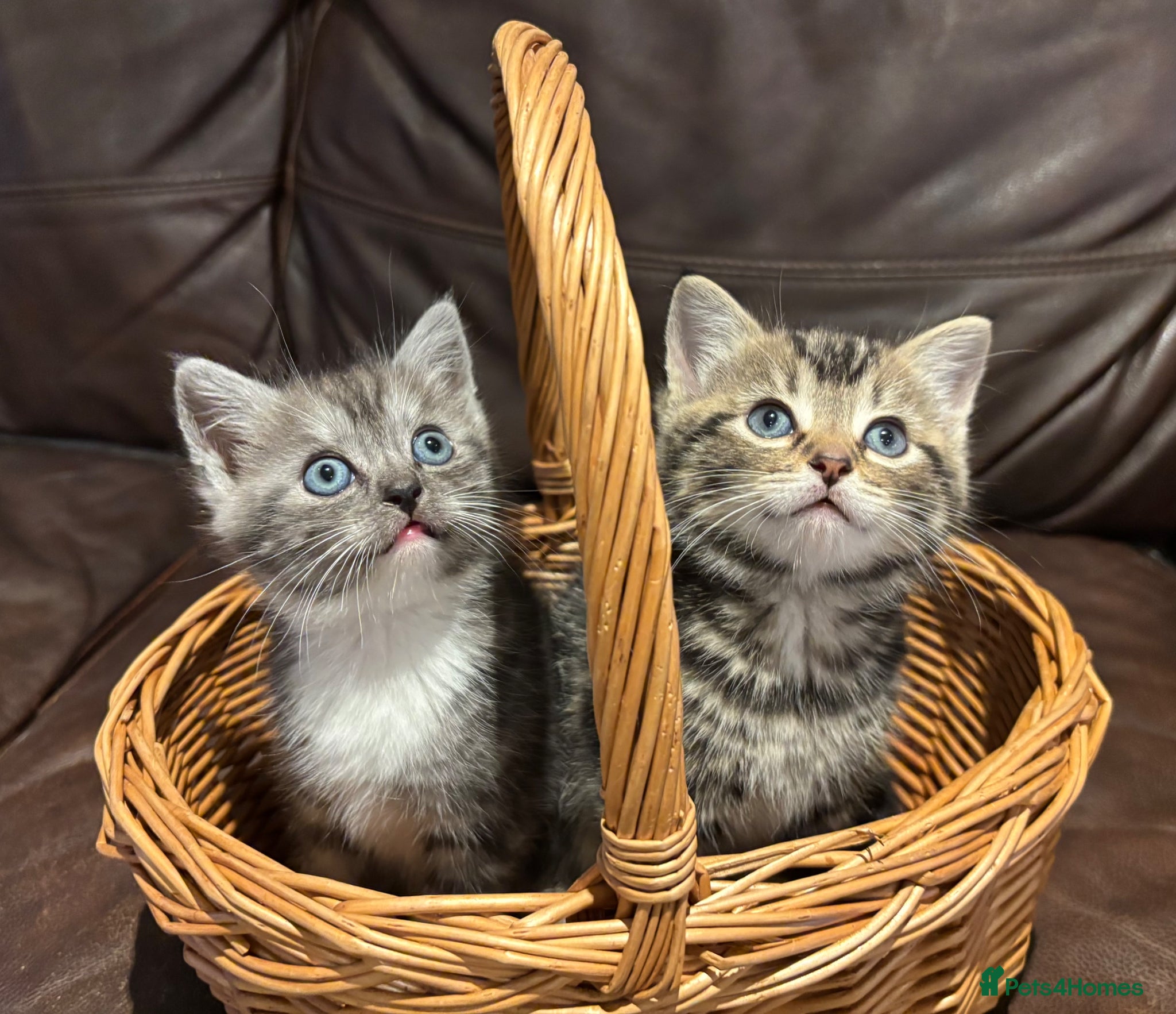 Ragdoll cats Only 2 left! Gorgeous part Ragdoll kittens - Advert 3