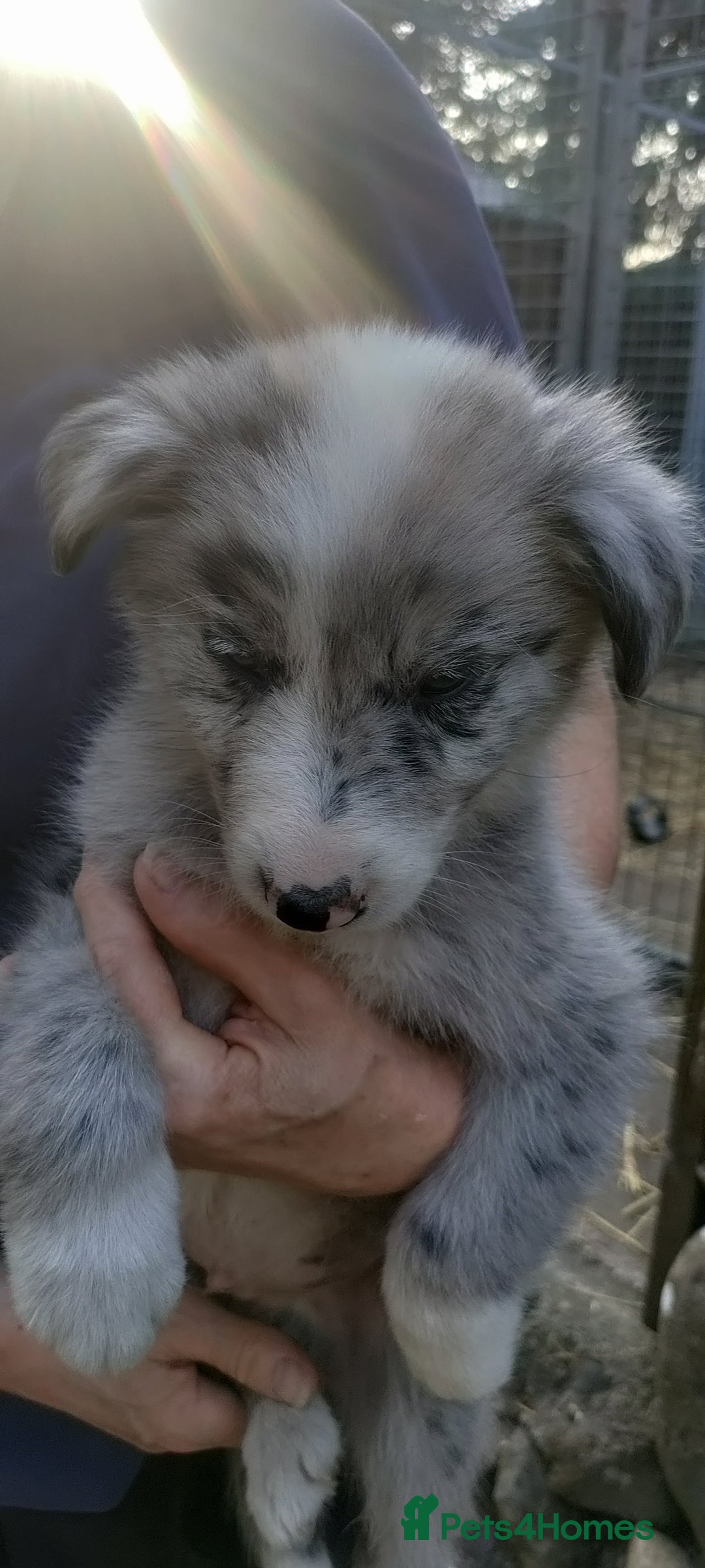 Border Collie dogs for sale: Border Collie sheepdog pups  - Image 11