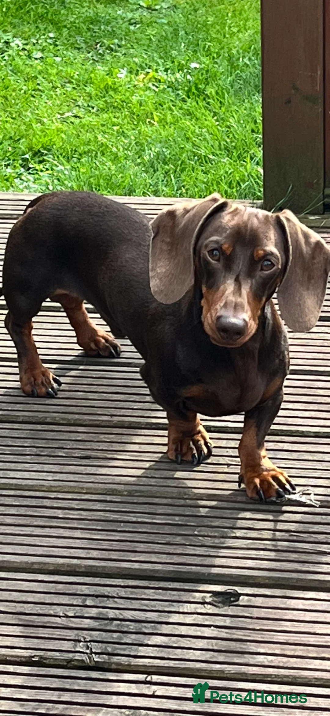 Miniature Dachshund dogs for stud: FOR STUD PROVEN KCreg Choc & tan mini Dachshund in Sunderland - Advert 10