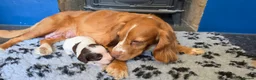 Cocker Spaniel dogs for sale: Cocker spaniel puppies kc registered  in Pulborough - Advert 19