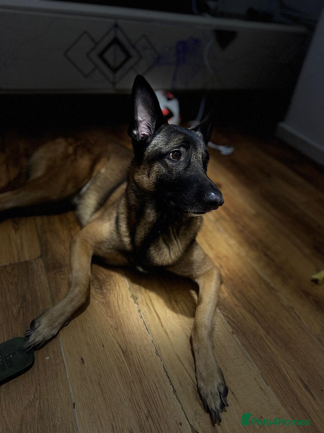 Belgian Shepherd Dog dogs for sale: Mr joe - Image 3