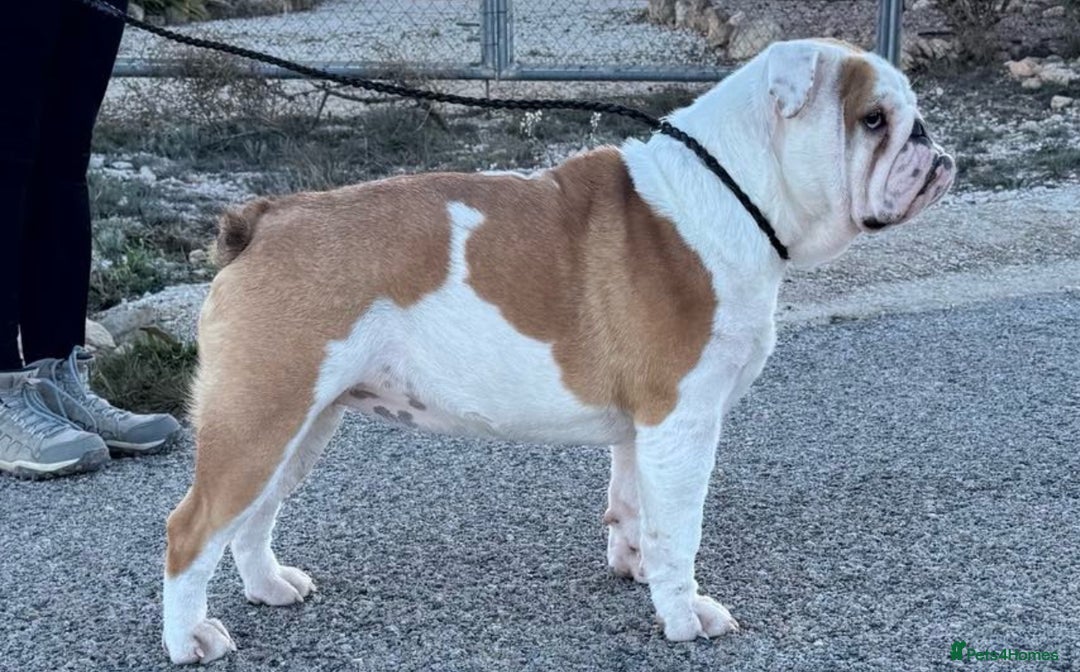 English Bulldog dogs for sale: Bulldog red white .  - Image 4