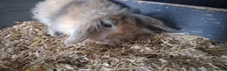 Mini Lion Lop rabbits for sale: Mini lop x lion heads - Advert 21