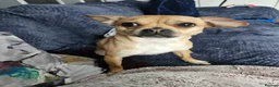 Jug dogs for sale: Rehoming my dog  - Advert 2