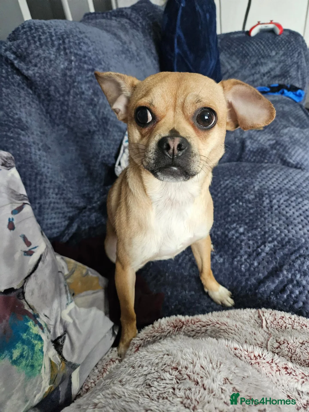 Jug dogs for sale: Rehoming my dog  - Advert 2