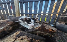 Siberian Husky dogs for sale: Siberian husky - Advert 10