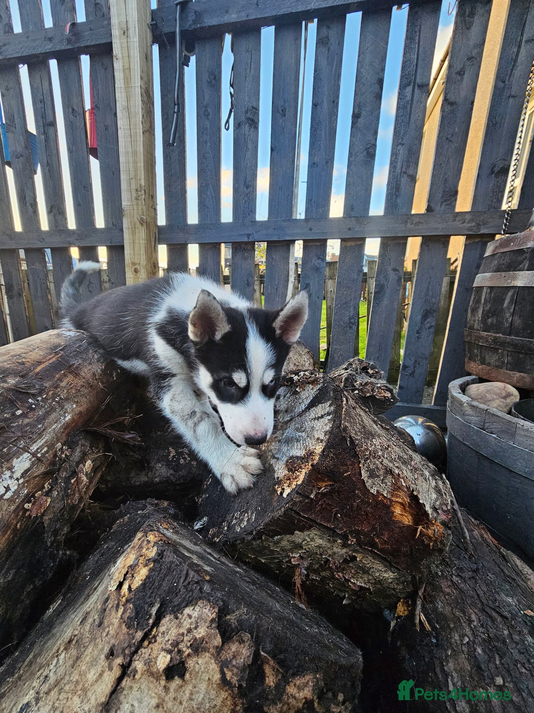 Siberian Husky dogs for sale: Siberian husky - Advert 10