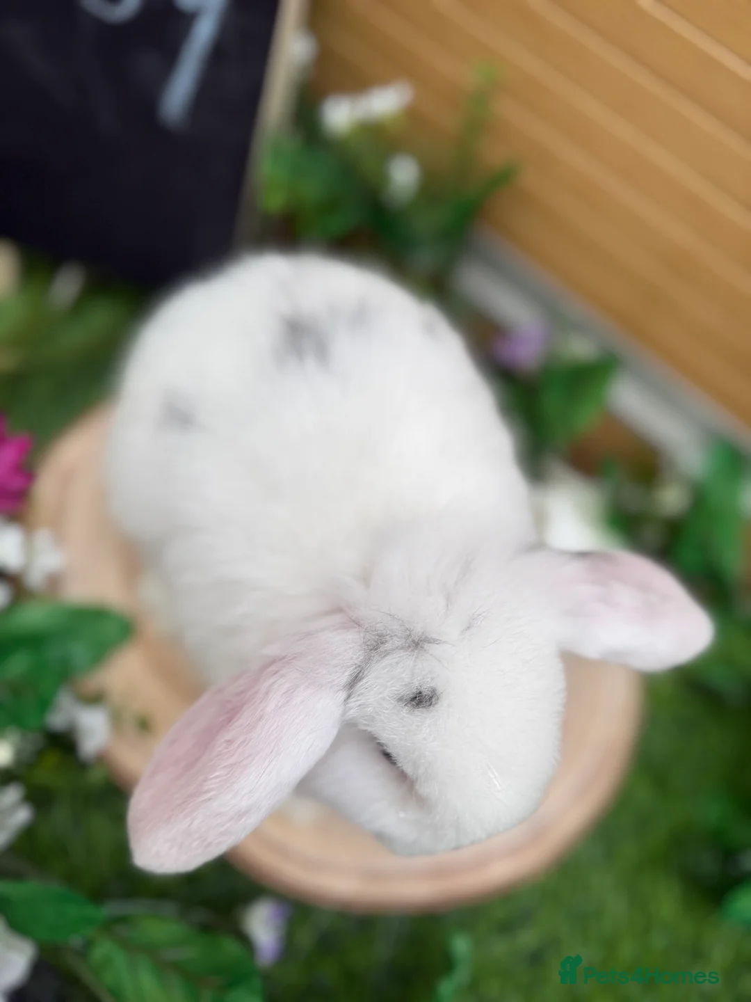 Mini Lop rabbits for sale: X2 gorgeous mini lops available  - Advert 4