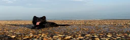 German Shepherd dogs for stud: KC Registered Exceptional Black German Shepherd - Advert 5