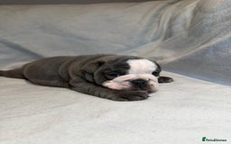English Bulldog dogs for sale: Winnies babies - Image 9