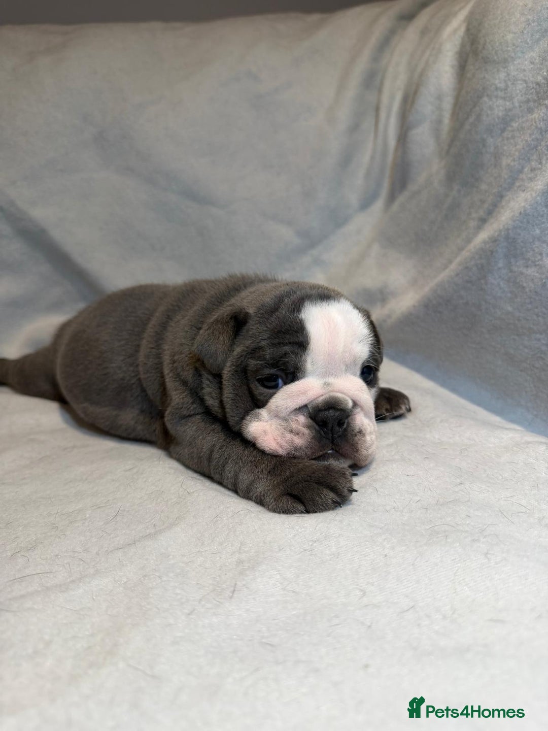 English Bulldog dogs for sale: Winnies babies - Image 9
