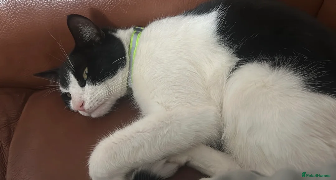 Domestic Shorthair cats for sale: Male cat in Cannock - Advert 1