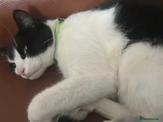 Domestic Shorthair cats Male cat - Advert 1